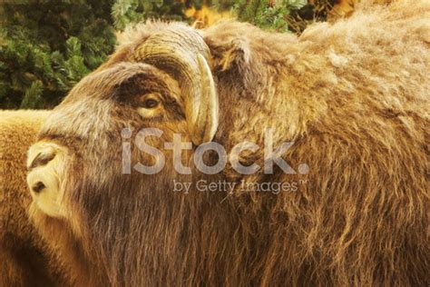 Portrait Of An Angry Musk Ox With Big Horns Stock Photo | Royalty-Free ...