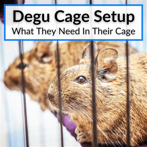 Degu Cage Setup (What They Need In Their Cage)