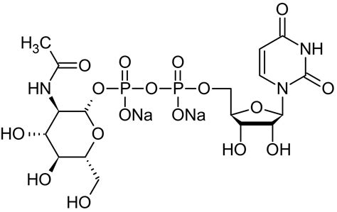 Uridine 5 Diphospho N Acetylglucosamine Sodium SaltNucleoside