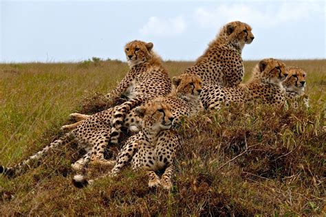 Stunning Pictures Of Cheetahs In Action