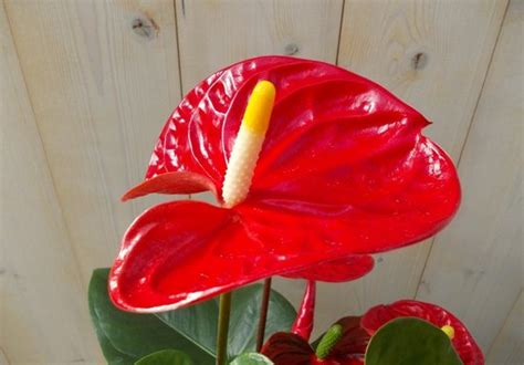 Flamingoplant Anthurium Rood 60 Cm Bol