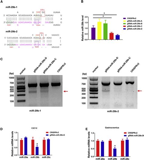 Crisprcas9 Mediated Mir 29b Editing As A Treatment Of Different Types