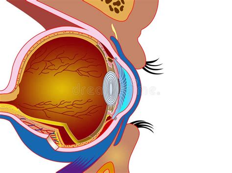 Maculopathy stock vector. Illustration of region, maculopathy - 65431378