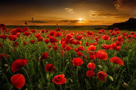 Poppy Field Sunset Wallpaper Wall Mural