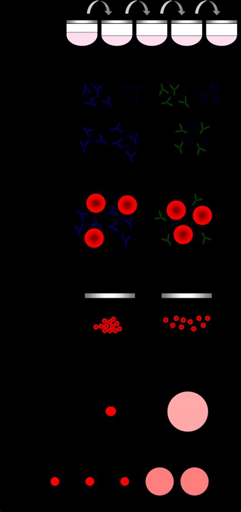 2 Steps in a hemagglutination inhibition reaction. The antibodies on... | Download Scientific ...