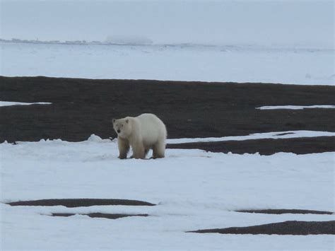 Alaska Science Forum Polar Bears Of The Past Survived Warmth Juneau