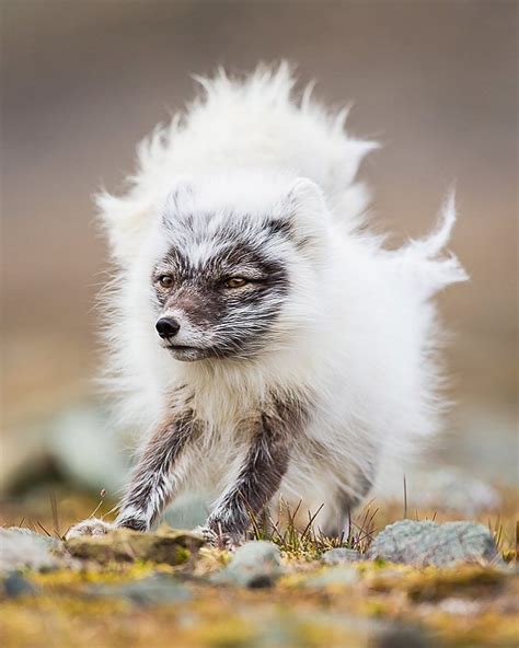 Not Albino But As The Seasons Change The Coat Of An Arctic Fox