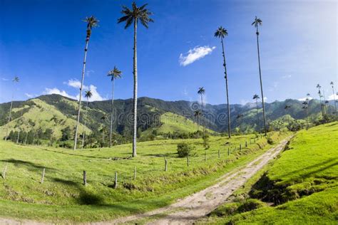 Valle De Cocora Con Las Palmas De Cera Gigantes Cerca De Salento