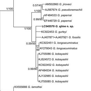 Bayesian Inference BI Tree Based On ITS1 5 8S ITS2 Sequences 440 Bp