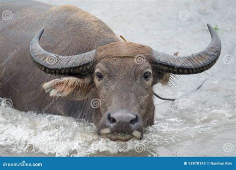 Water Buffalo In The River Stock Image Image Of Animal 98970143