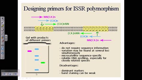 Inter Simple Sequence Repeats Issr Or Microsattelite Dna Youtube