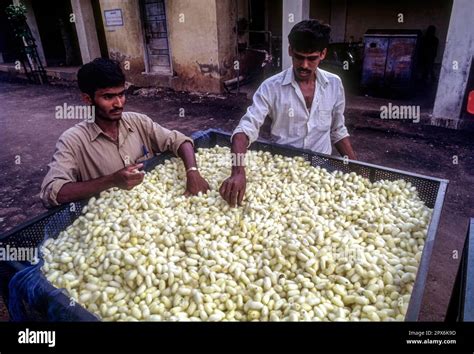 Quality Of Silk Cocoons Being Assessed In The Government Cocoon Market