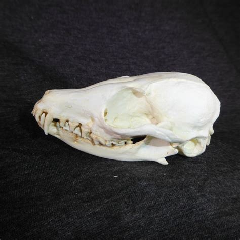 Fennec Fox Skull Replica - SkeletonsAndSkullsSuperstore