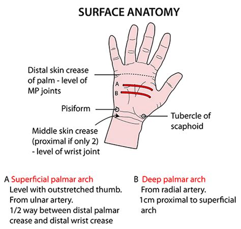 Parts Of The Palm Hand