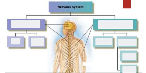 Nervous System Diagram Quizlet