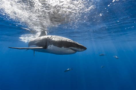 Wallpaper Animals Sea Shark Water Underwater Fin Great White