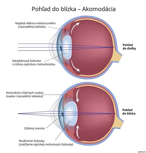 Akomodácia oka príznaky a liečba