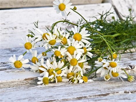 21 Benefits Of Chamomile Essential Oil