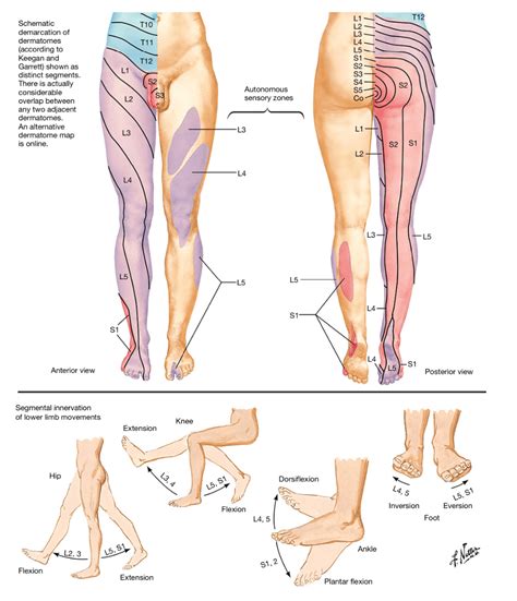 Dermatomes Lower Limb