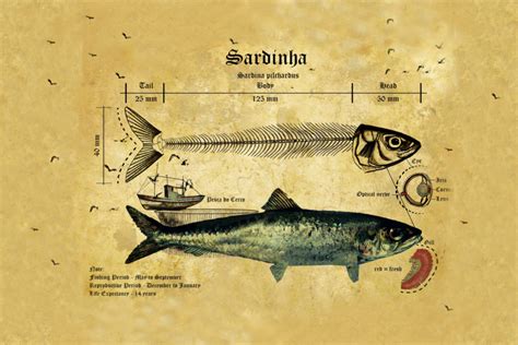 Dissection Sardine – Toranja