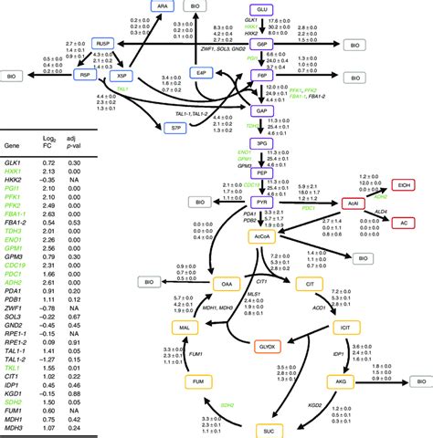 C Metabolic Flux Analysis And Rnaseq Explain The Overflow