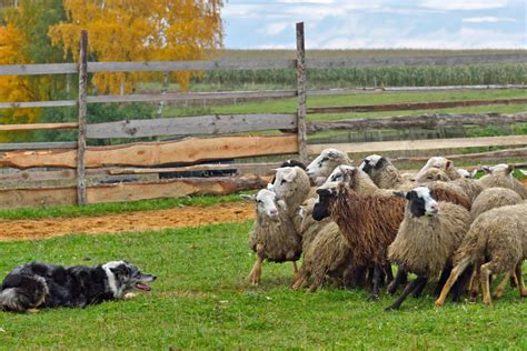 Pays Basque Découvrez le talent et la précision de ces chiens de berger