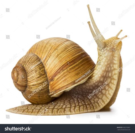 Garden Snail Isolated On White Stock Photo 582310831 | Shutterstock