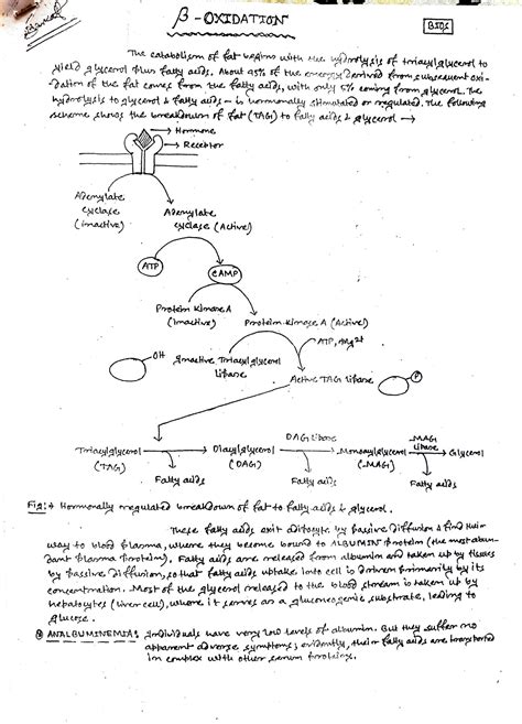 Solution Beta Oxidation Of Fatty Acids Studypool