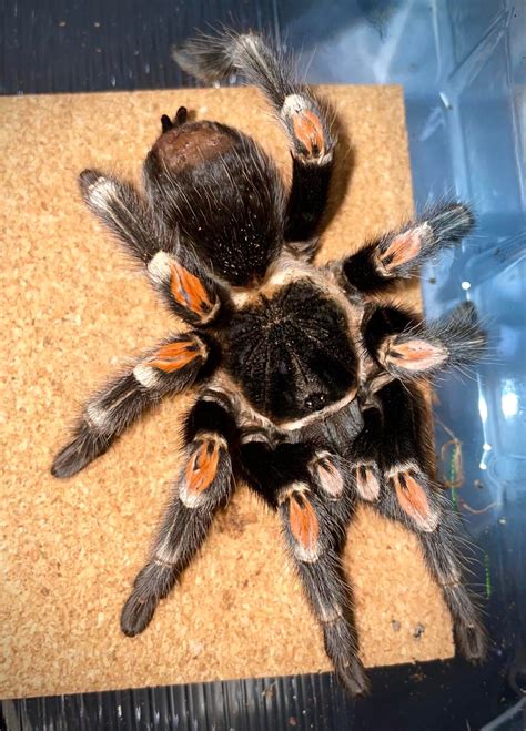 Brachypelma Auratum Mexican Flame Knee Bugnut Limited