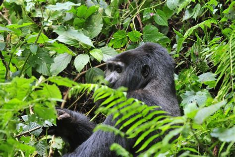 Mountain Gorilla Habituation In Uganda Uganda Gorilla Habituation