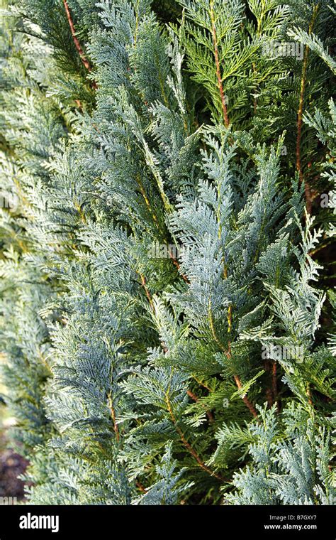 Chamaecyparis Lawsoniana Columnaris Glauca At Rhs Rosemoor Devon Stock