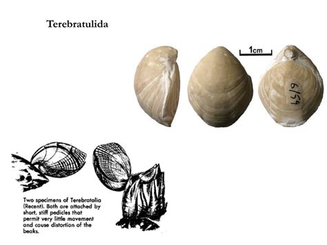 Ppt Lophophorates Brachiopods Powerpoint Presentation Free Download