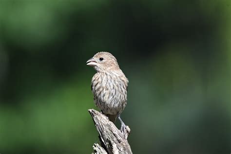 House Finch Bird Free Photo On Pixabay Pixabay