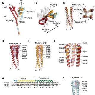 Structures Of Bacnav Pds A Superposition Of The Pore Domain Subunits