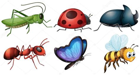 Diferentes tipos de insectos vector gráfico vectorial interactimages