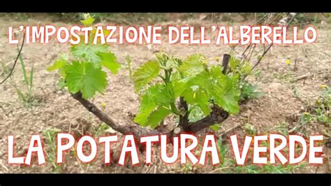 Su Boe L Impostazione Dell Alberello La Potatura Verde Youtube