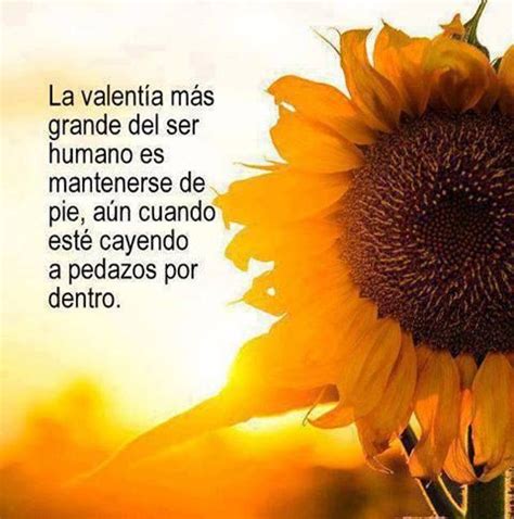 Girasol Frases Girasoles Frases De Sabiduria Realidades De La Vida