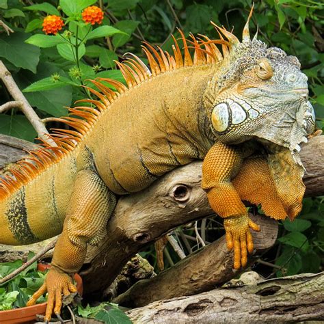 Fascinating Iguana Facts Learn About Iguanas In Florida