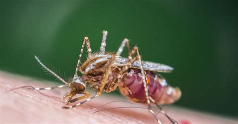 Mosquitoes in Alaska: What You Need to Know (2024)