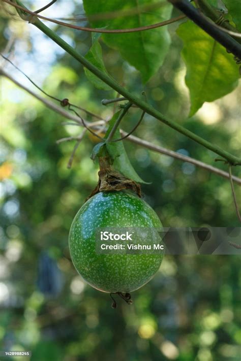 Passion Fruit Plant Stock Photo - Download Image Now - Color Image ...