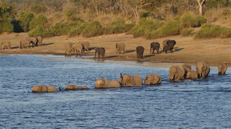 Elephantschoberiverwildlifephotography Savory Institute