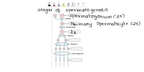 Drag The Labels Onto The Diagram To Identify The Stages Of