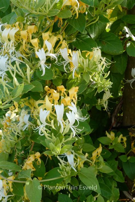 Lonicera Japonica Halls Prolific Plantentuin Esveld