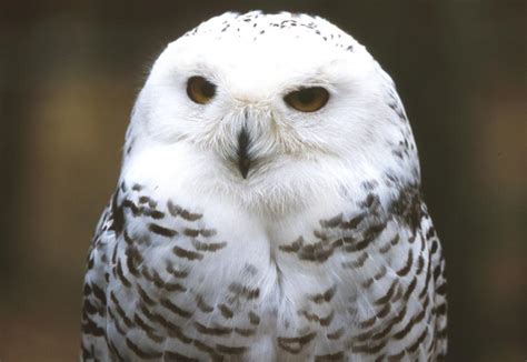 🔥 [50+] Snowy Owl Wallpapers and Screensavers | WallpaperSafari