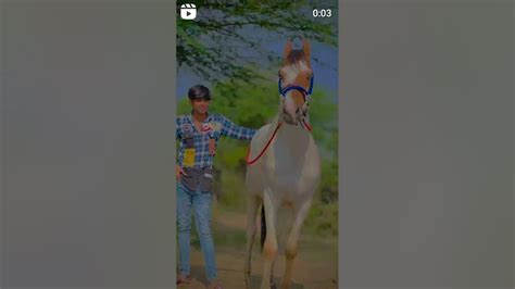 ️ Ha Garuda Ha ️ Horse Attitude Short Video Tandig 🐎🐴🐴🐴 Youtube