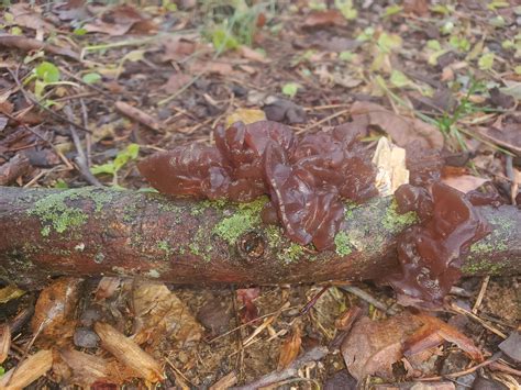 Jelly fungus! : r/mycology
