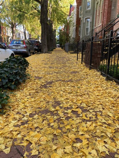 No Stinky Ginkgo Berries This Year Popville