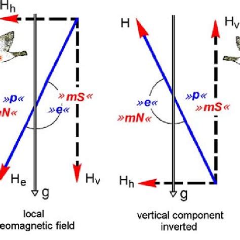 Vertical Section Through The Geomagnetic Field To Illustrate The Download Scientific Diagram