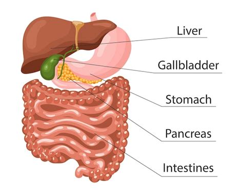 Anatomie Du Système Digestif Humain Bannière D infographie Foie