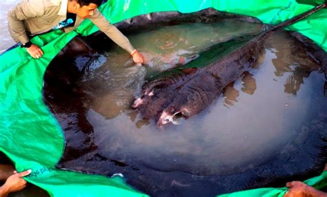 Cambodia Catches Worlds Biggest Freshwater Fish Cambodia World